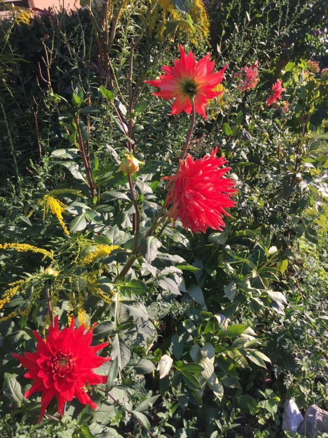 La Magnolia Lejlighed Riccò del Golfo di Spezia Eksteriør billede