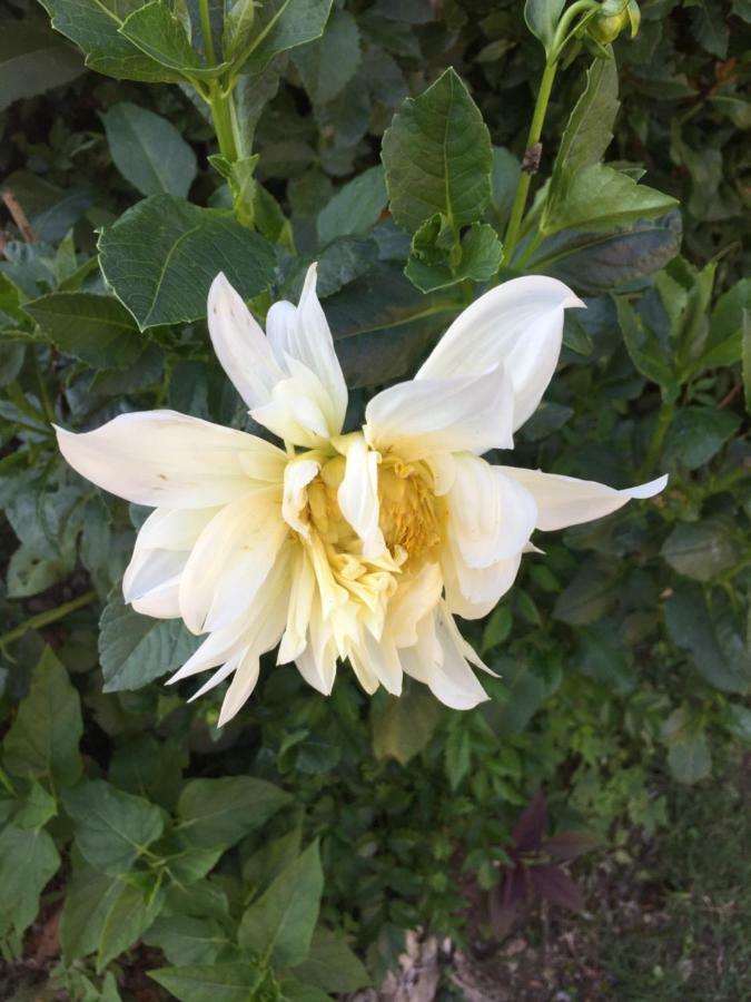 La Magnolia Lejlighed Riccò del Golfo di Spezia Eksteriør billede